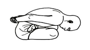yogamudrasana.jpg